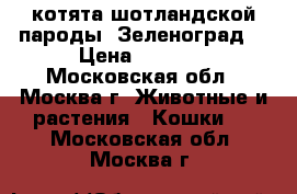 котята шотландской пароды. Зеленоград! › Цена ­ 5 000 - Московская обл., Москва г. Животные и растения » Кошки   . Московская обл.,Москва г.